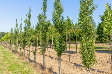 Betula pendula 'Fastigiata'