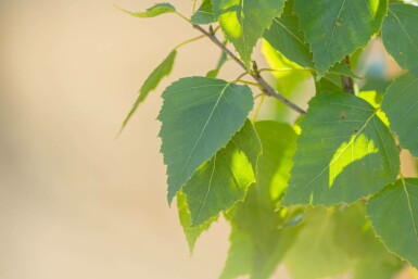 Betula pendula 'Fastigiata'