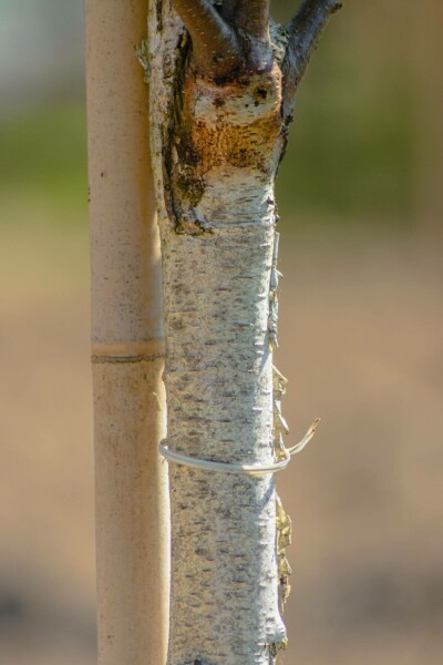 Betula pendula 'Fastigiata'