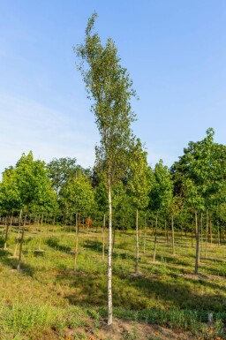 Betula pendula 'Fastigiata' hochstamm 6/8