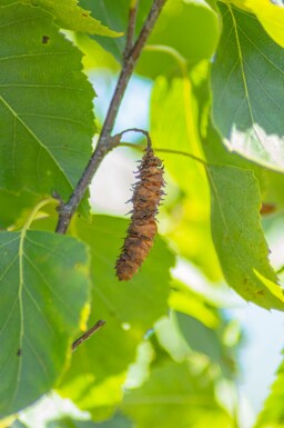 Betula pendula 'Fastigiata' hochstamm 6/8