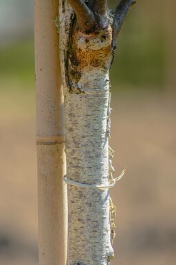 Betula pendula 'Fastigiata' hochstamm 6/8