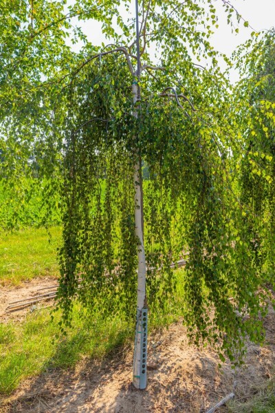 Betula pendula 'Youngii' hochstamm 10/12