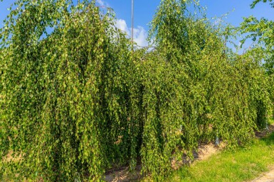 Betula pendula 'Youngii' hochstamm