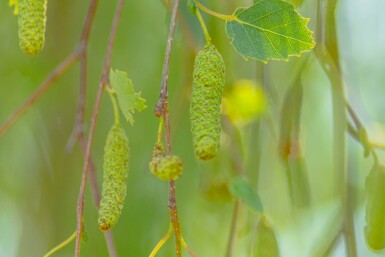 Betula pendula 'Youngii' hochstamm 10/12