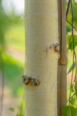 Betula pendula 'Youngii' hochstamm 10/12