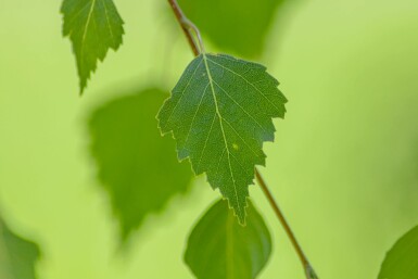 Betula pendula 'Youngii' hochstamm 10/12