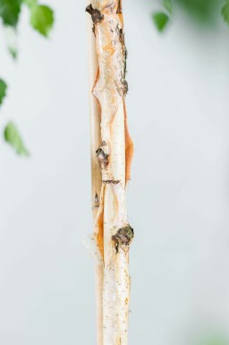 Betula pendula 'Youngii' hochstamm 10/12