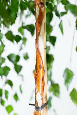 Betula pendula 'Youngii' hochstamm 10/12