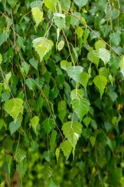 Betula pendula 'Youngii' hochstamm 10/12