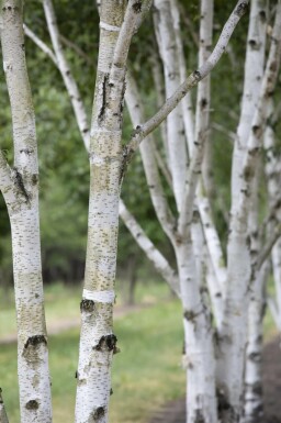 Betula pubescens