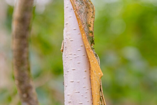 Betula utilis 'Doorenbos'