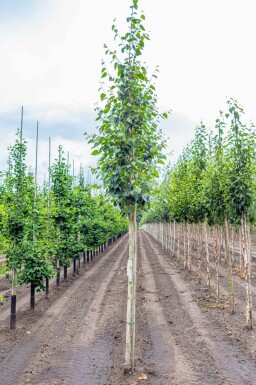 Betula utilis 'Doorenbos' hochstamm 4/6