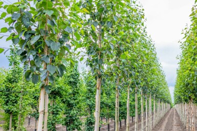 Betula utilis 'Doorenbos' hochstamm 4/6