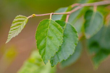 Betula utilis 'Doorenbos' hochstamm 4/6