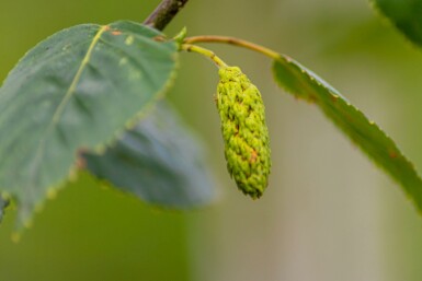 Betula utilis 'Doorenbos' hochstamm 4/6