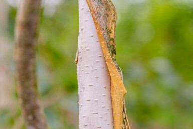 Betula utilis 'Doorenbos' hochstamm 4/6