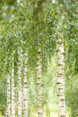 Betula utilis 'Doorenbos' hochstamm 4/6