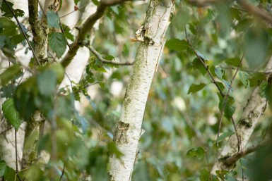 Betula utilis 'Doorenbos' hochstamm 4/6