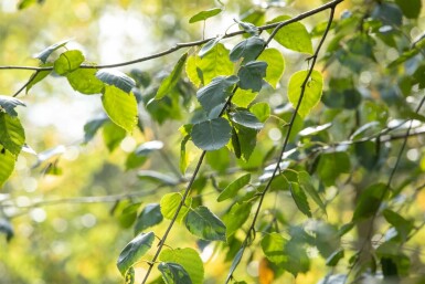 Betula utilis 'Doorenbos' hochstamm 4/6