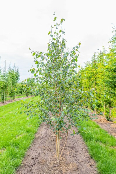 Betula utilis 'Doorenbos' mehrstämmig 200-250