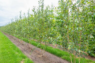 Betula utilis 'Doorenbos' mehrstämmig