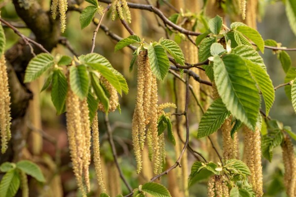 Carpinus betulus