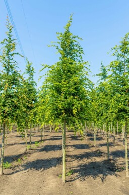 Carpinus betulus hochstamm 8/10