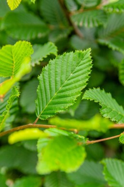 Carpinus betulus hochstamm 8/10