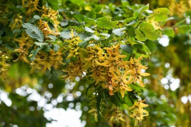 Carpinus betulus hochstamm 8/10