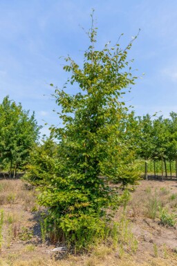 Carpinus betulus stammbusch 6-8