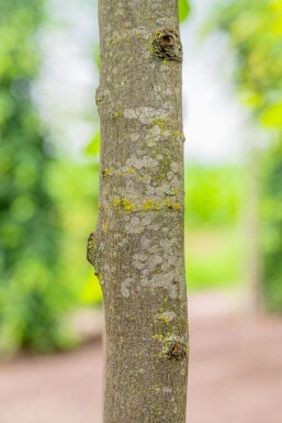 Carpinus betulus stammbusch 6-8