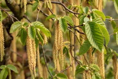 Carpinus betulus stammbusch 6-8