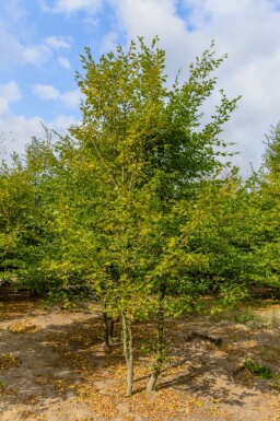 Carpinus betulus mehrstämmig