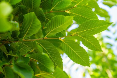 Carpinus betulus 'Fastigiata' hochstamm