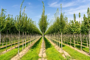 Carpinus betulus 'Fastigiata' hochstamm 10/12