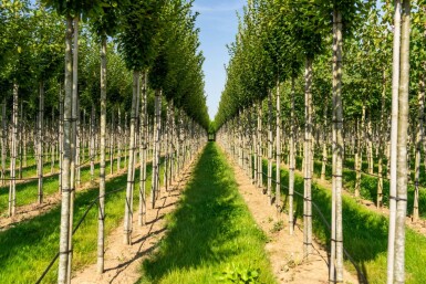 Carpinus betulus 'Fastigiata' hochstamm 10/12