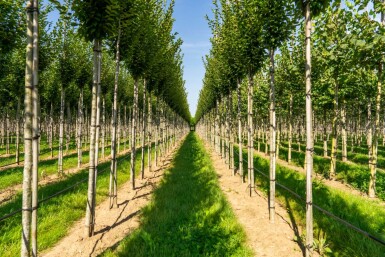 Carpinus betulus 'Fastigiata' hochstamm 10/12