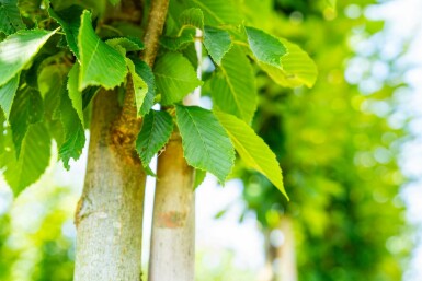 Carpinus betulus 'Fastigiata' hochstamm 10/12