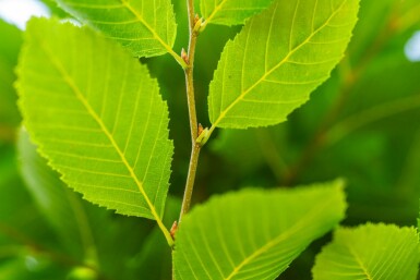 Carpinus betulus 'Fastigiata' hochstamm 10/12