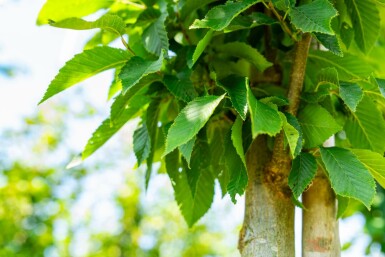 Carpinus betulus 'Fastigiata' hochstamm 10/12