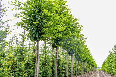 Carpinus betulus 'Fastigiata' hochstamm 10/12