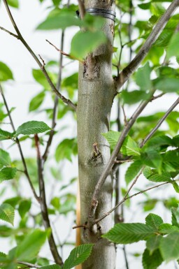 Carpinus betulus 'Fastigiata' hochstamm 10/12