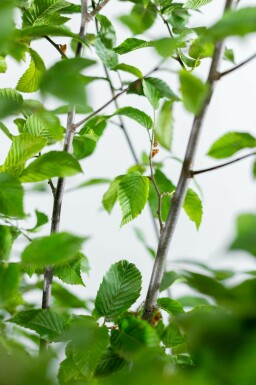 Carpinus betulus 'Fastigiata' hochstamm 10/12