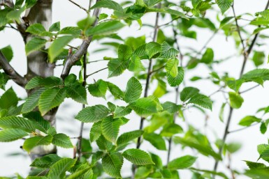 Carpinus betulus 'Fastigiata' hochstamm 10/12