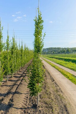 Carpinus betulus 'Fastigiata' stammbusch