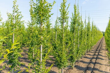 Carpinus betulus 'Fastigiata' stammbusch 4-6