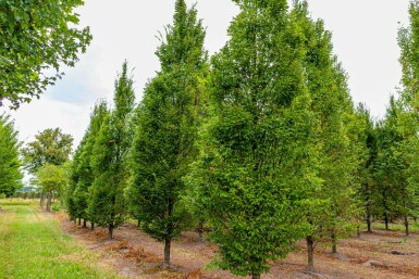 Carpinus betulus 'Fastigiata' stammbusch 4-6