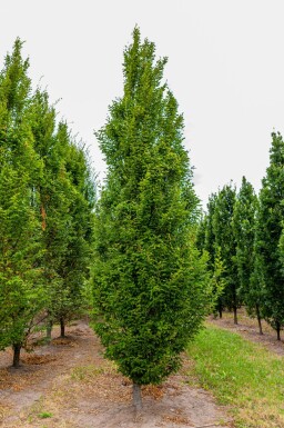 Carpinus betulus 'Fastigiata' stammbusch 4-6