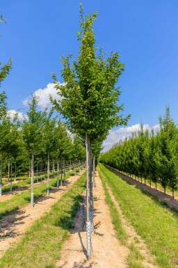 Carpinus betulus 'Frans Fontaine'